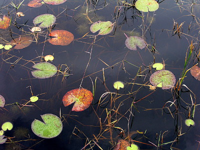 [Green and orange lily pads each with a little pie-cut section missing floating on the dark water.]